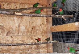 Papuziki czerwonolice