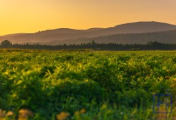 Działka budowlana Świeradów-Zdrój, ul. Jarzębinowa