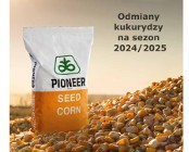 Materiał siewny kukurydza Pioneer 2024/2025 P8834 P9944 i inne