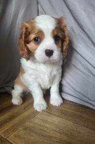 Cavalier King Charles Spaniel Samiec Blenheim ZKwP, FCI -2