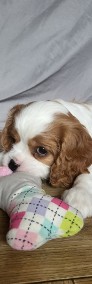 Cavalier King Charles Spaniel Samiec Blenheim ZKwP, FCI -4