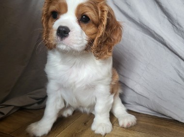 Cavalier King Charles Spaniel Samiec Blenheim ZKwP, FCI -1