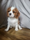 Cavalier King Charles Spaniel Samiec Blenheim ZKwP, FCI 