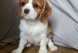 Cavalier King Charles Spaniel Suczka Blenheim ZKwP, FCI