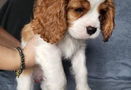 Cavalier King Charles Spaniel Samiec Blenheim ZKwP, FCI 