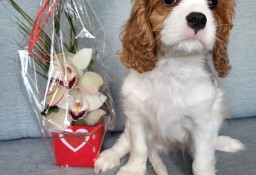 Cavalier King Charles Spaniel Samiec Blenheim ZKwP, FCI 