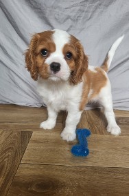 Cavalier King Charles Spaniel Suka Blenheim ZKwP, FCI-2