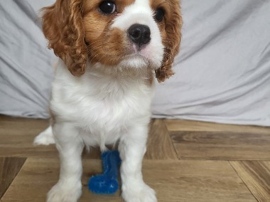 Cavalier King Charles Spaniel Suka Blenheim ZKwP, FCI-1