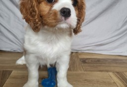 Cavalier King Charles Spaniel Suczka Blenheim ZKwP, FCI