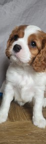 Cavalier King Charles Spaniel Suka Blenheim ZKwP, FCI-3