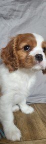 Cavalier King Charles Spaniel Suka Blenheim ZKwP, FCI-4