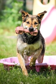 Piękna Sara poszukuje domu - adoptujesz?-2