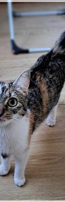 Sami – śliczna kotka o mądrym spojrzeniu-4