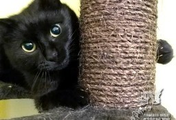 Kot Thorgal szuka domku! Piękny czarny kotek - Fundacja "Koci Pazur"
