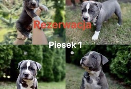 Blue Amstaff American Staffordshire Terrier - szczeniaki z rodowodem.