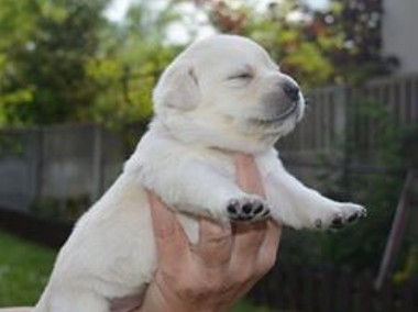  Labrador Retriever po doskonałych rodzicach badania genetyczne, biszkoptowe -1