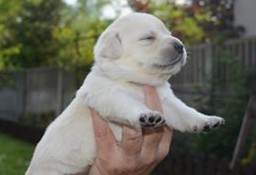  Labrador Retriever po doskonałych rodzicach badania genetyczne, biszkoptowe 