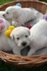  Labrador Retriever po doskonałych rodzicach badania genetyczne, biszkoptowe -2