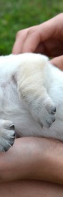  Labrador Retriever po doskonałych rodzicach badania genetyczne, biszkoptowe -3