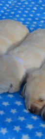  Labrador Retriever po doskonałych rodzicach badania genetyczne, biszkoptowe -4