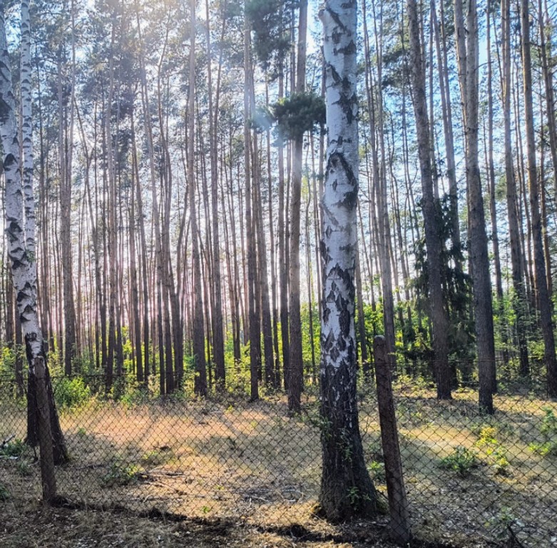 Działka -dom w lesie -komunikacja 45 min. do Warszawy, pełna infrastruktura – pohled 6