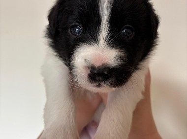 Border Collie śliczny piesek czarno -biały / Przebadani rodzice -1