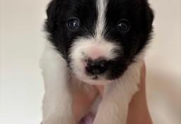 Border Collie śliczny piesek czarno -biały / Przebadani rodzice 