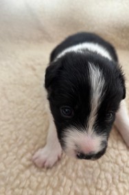 Border Collie śliczny piesek czarno -biały / Przebadani rodzice -2