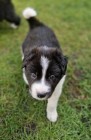 Border Collie śliczny piesek czarno -biały / Przebadani rodzice 