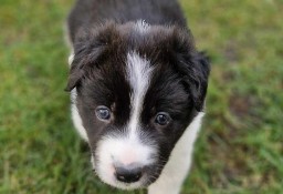 Border Collie śliczny piesek czarno -biały / Przebadani rodzice 