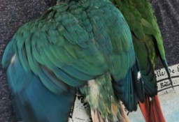 Ręcznie karmione papugi Rudosterki, oswojone