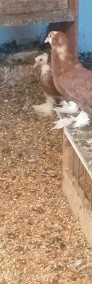 Gołębie kapucyny -3
