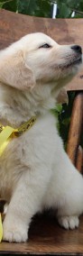 Golden retriever szczeniak z rodowodem -3