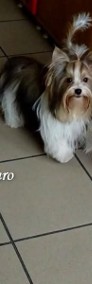 Biewer Yorkshire Terrier- Mini chłopczyk , Cudownej urody .-4
