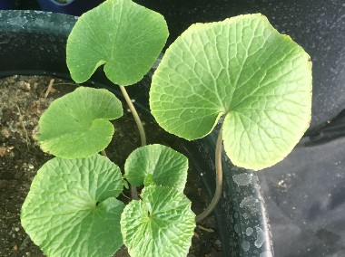 1 0 x  WASABI PLANTS (rhizome sushi japan farm seed plant pflanzen planta)-1