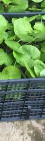 1 0 x  WASABI PLANTS (rhizome sushi japan farm seed plant pflanzen planta)-3
