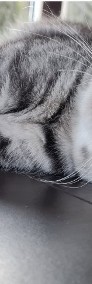 Piękne Koty Brytyjskie Krótkowłose OSTATNI KOCUREK-4