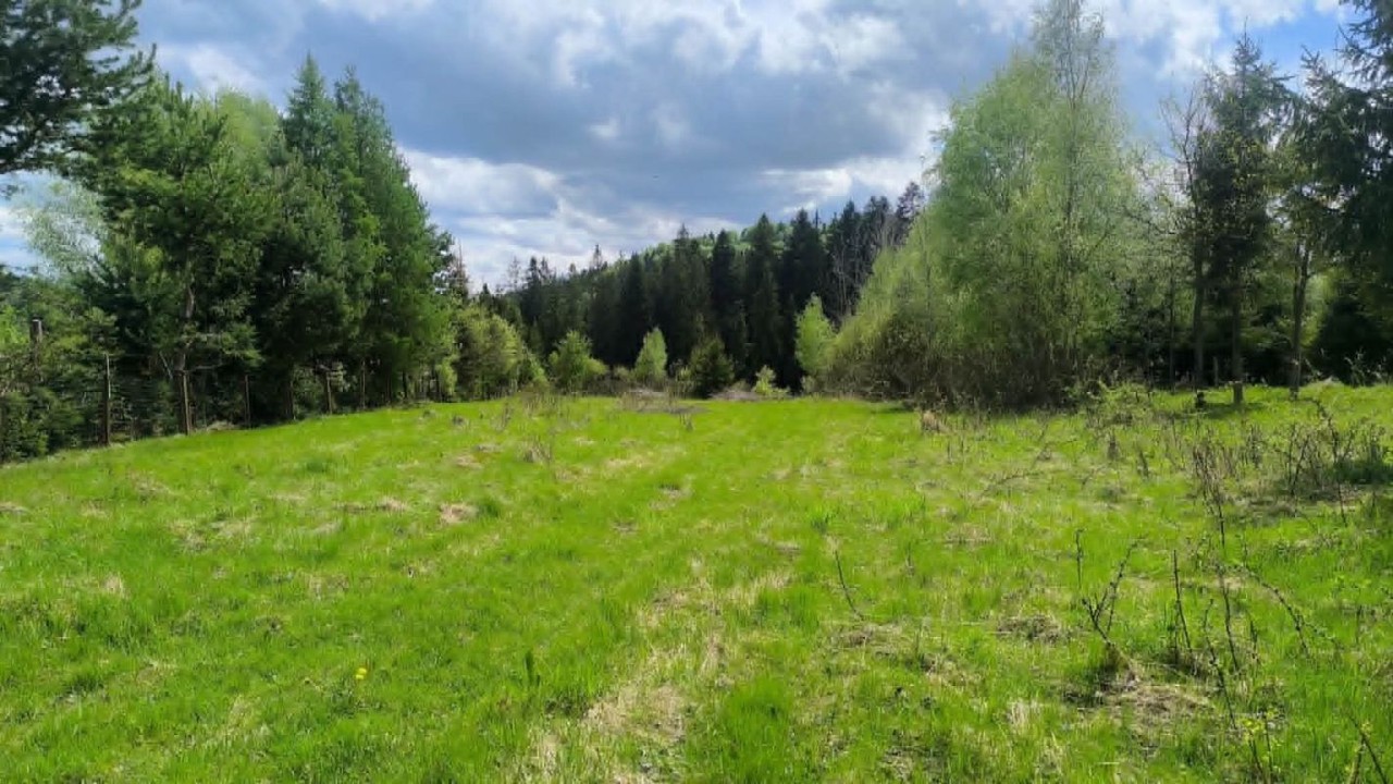 DziaŁka Rolna 49 ar Pod Lasem - Widok 6