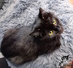 Kotka Nisha, która pokochała życie z człowiekiem - Fundacja "Koci Pazur"