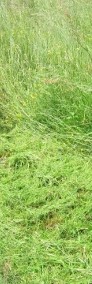 wykaszanie trawy koszenie trawy bielsko cieszyn wisła brenna ustroń-3