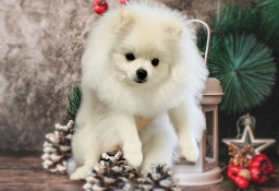 Pomeranian Szpic Miniaturowy ZKwP/FCI Piesek