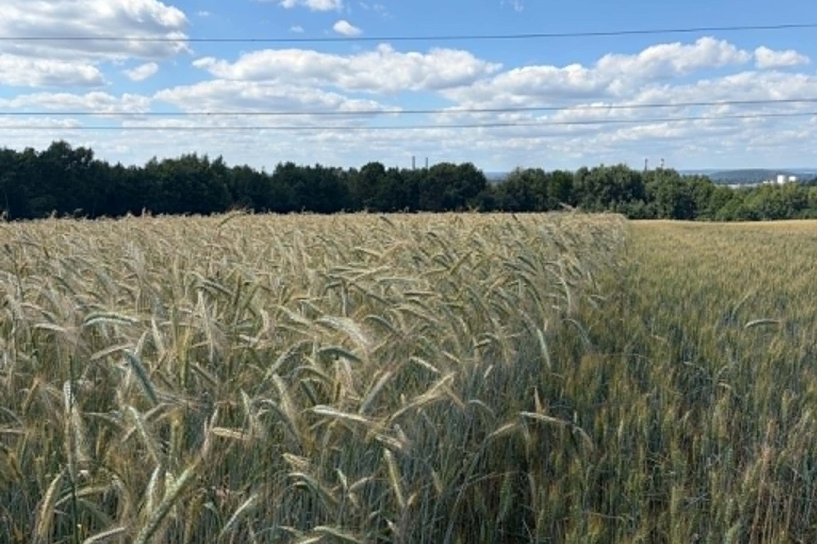 Działka rolna Radziszów gmina Skawina - Widok 2