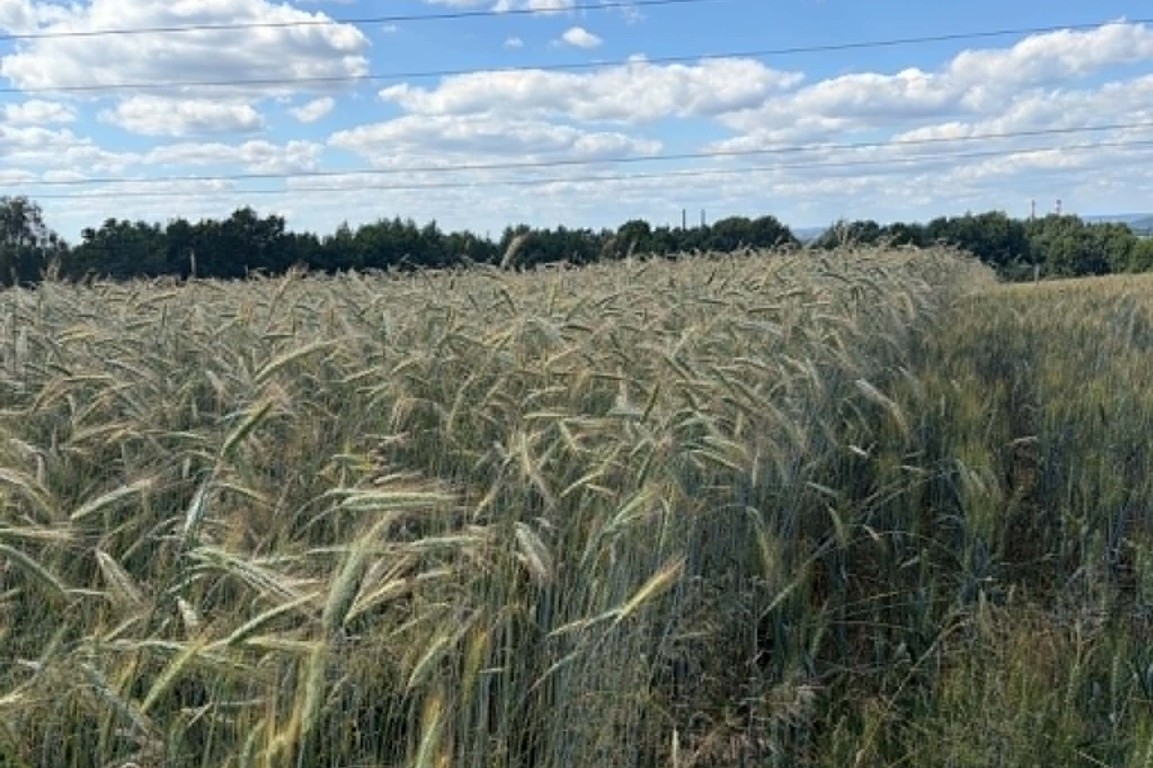 Działka rolna Radziszów gmina Skawina - Widok 3