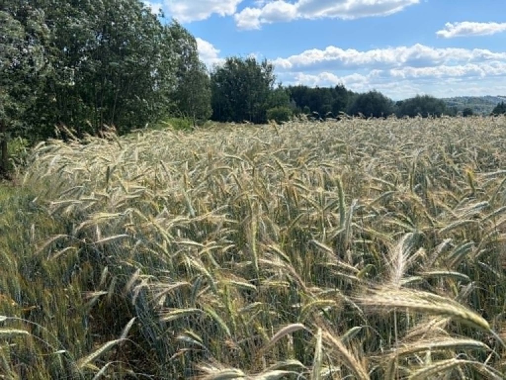 Działka rolna Radziszów gmina Skawina - Widok 5