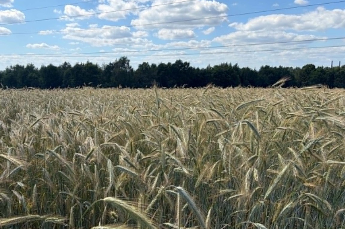 Działka rolna Radziszów gmina Skawina - Widok 6