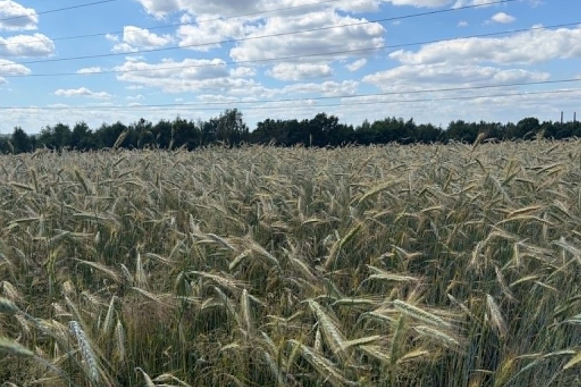 Działka rolna Radziszów gmina Skawina - Więcej