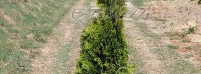 THUJA SMARAGD TUJA SZMARAGD 150-175CM! DOSTAWA GRATIS-1