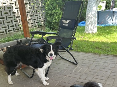 Sprzedam Border Collie-1