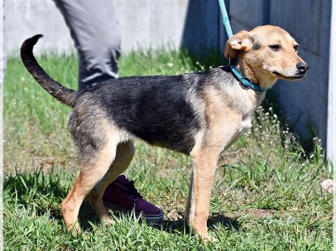 Boja: piesek zapatrzony w człowieka-1