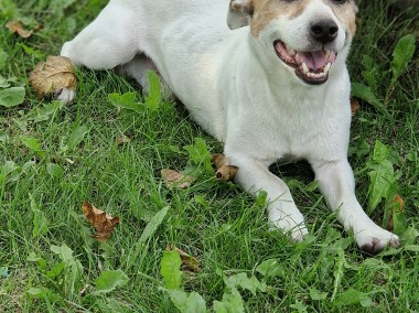 Jack Russell Terrier oddam za darmo-1